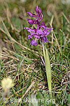 Männliches Knabenkraut (Orchis mascula) (05.05.2023, C250058)