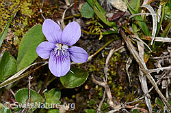 Hain-Veilchen (Viola riviniana) (05.05.2023, C250068)