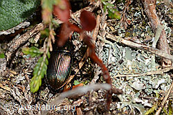 Kupferfarbener Buntgrabläufer (Poecilus cupreus) (05.05.2023, C250100)