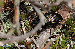 Kupferfarbener Buntgrabläufer (Poecilus cupreus) (05.05.2023, C250103)
