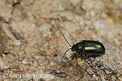 Unechter Kohlerdfloh (Altica oleracea) (C250109)