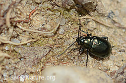 Unechter Kohlerdfloh (Altica oleracea) (C250111)