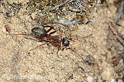 Rote Waldameise (Formica rufa) (05.05.2023, C250129)