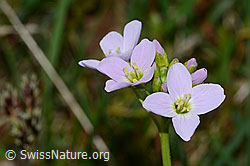 Wiesen-Schaumkraut (Cardamine pratensis) (05.05.2023, C250157)