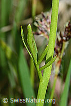 Cardamine pratensis (C250160)