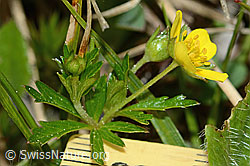 Blutwurz (Potentilla erecta) (C250170) Blutwurz (Potentilla erecta) (C250170)