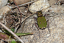 Feld-Sandlaufkäfer (Cicindela campestris) (05.05.2023, C250177)