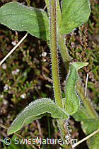 Foto: Rote Waldnelke (Silene dioica)
