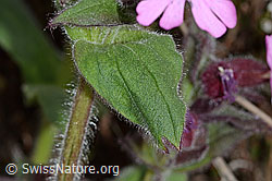 Foto: Rote Waldnelke (Silene dioica)