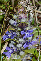 Kriechender Günsel (Ajuga reptans) (C250215)