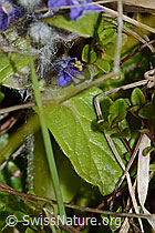 Kriechender Günsel (Ajuga reptans) (C250216)