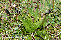 Spitz-Wegerich (Plantago lanceolata) (C250220)