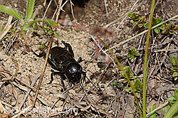 Feldgrille (Gryllus campestris) (05.05.2023, C250246)