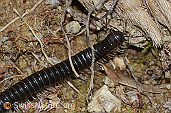 Schwarzer Schnurfüsser (Tachypodoiulus niger) (05.05.2023, C250271)