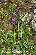 Männliches Knabenkraut (Orchis mascula) (C250284)
