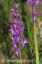 Männliches Knabenkraut (Orchis mascula) (C250286)
