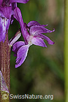 Männliches Knabenkraut (Orchis mascula) (C250288)