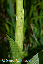 Männliches Knabenkraut (Orchis mascula) (C250289)