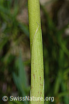 Männliches Knabenkraut (Orchis mascula) (C250290)