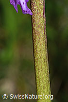 Männliches Knabenkraut (Orchis mascula) (C250291)