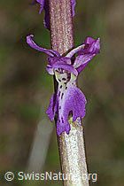 Männliches Knabenkraut (Orchis mascula) (C250292)