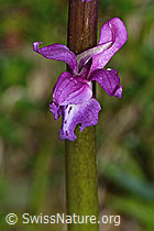 Männliches Knabenkraut (Orchis mascula) (C250294)