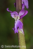 Männliches Knabenkraut (Orchis mascula) (C250296)