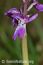 Männliches Knabenkraut (Orchis mascula) (C250297)