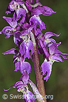 Männliches Knabenkraut (Orchis mascula) (C250298)