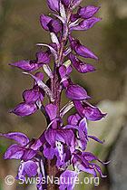 Männliches Knabenkraut (Orchis mascula) (C250299)