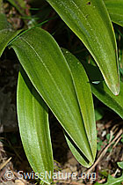 Männliches Knabenkraut (Orchis mascula) (C250302)