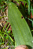 Männliches Knabenkraut (Orchis mascula) (C250303)