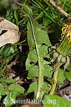Taraxacum officinale (C250331)