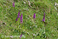Männliches Knabenkraut (Orchis mascula) (C250343)
