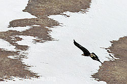 Steinadler (Aquila chrysaetos) (C253060) Steinadler (Aquila chrysaetos) (C253060)