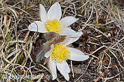 Frühlings-Anemonen (Pulsatilla vernalis) (C253074)