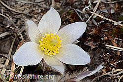 Frühlings-Anemonen (Pulsatilla vernalis) (C253075)