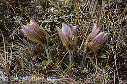 Frühlings-Anemonen (Pulsatilla vernalis) (C253077)