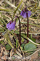Grosses Alpenglöckchen (Soldanella alpina) (C253098) Grosses Alpenglöckchen (Soldanella alpina) (C253098)