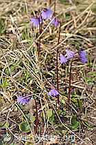 Grosses Alpenglöckchen (Soldanella alpina) (C253099) Grosses Alpenglöckchen (Soldanella alpina) (C253099)