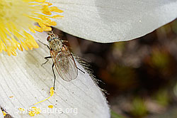 Frühlings-Anemonen (Pulsatilla vernalis)