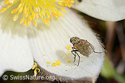 Foto: Blumenfliege der Gattung Delia auf Frühlings-Anemone (Pulsatilla vernalis)