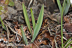 Ranunculus kuepferi (C253141)