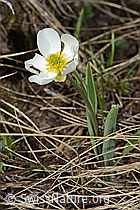 Ranunculus kuepferi (C253143)