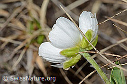 Ranunculus kuepferi (C253157)