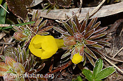 Goldprimel (Androsace vitaliana) (C253162) Goldprimel (Androsace vitaliana) (C253162)