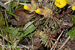 Goldprimel (Androsace vitaliana) (C253163) Goldprimel (Androsace vitaliana) (C253163)