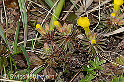 Goldprimel (Androsace vitaliana) (C253167) Goldprimel (Androsace vitaliana) (C253167)