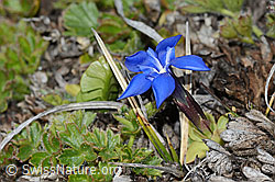 Schleichers Enzian (Gentiana schleicheri) (C253182) Schleichers Enzian (Gentiana schleicheri) (C253182)