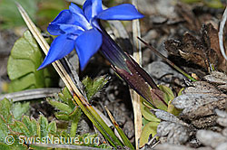 Schleichers Enzian (Gentiana schleicheri) (C253183) Schleichers Enzian (Gentiana schleicheri) (C253183)